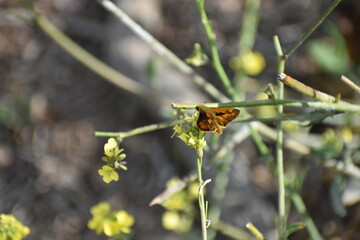 butterfly on a flower