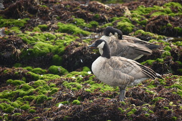 geese on moss