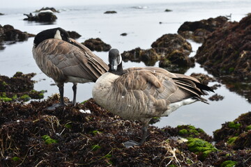 country geese in flight