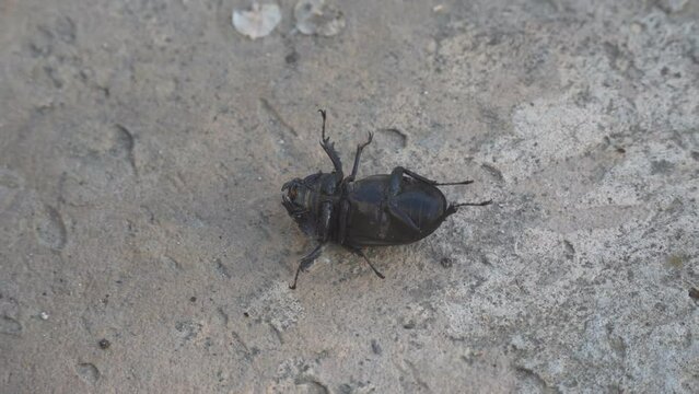 Stag beetle (Lucanus cervus) female is lying on her back on the concrete floor and cannot turn over. Top view