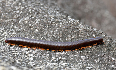 Giant African millipede (Archispirostreptus gigas) in La Digue island. Seychelles. - 523285139