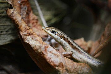 The Seychelles skink (Trachylepis seychellensis) lizard endemic to the Seychelles.