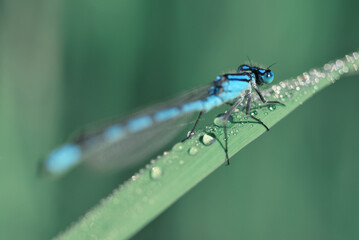 The Common Blue Damselfly, Enallagma cyathigerum on the blade of grass.