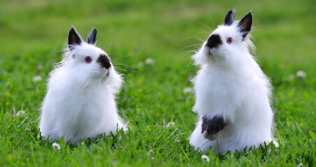 White Teddy rabbits in the grass. Cute pet animal.
