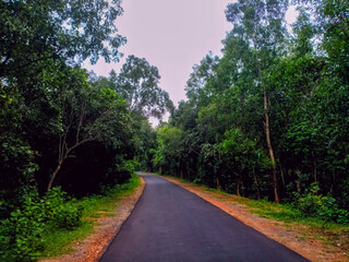 Fototapeta premium Wonderful road with beautiful trees 