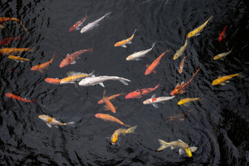 Colourful Japanese good luck koi fish swimming in pond water