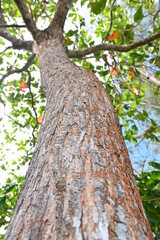 Ketapang tree (Terminalia catappa) is a large tropical tree in the leadwood tree family. high angle shot of ketapang stem.