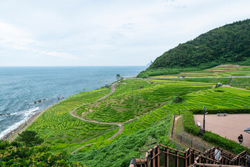 風景, 自然, 空, 海, 緑, 木