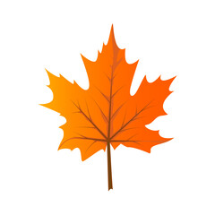 Maple leaf on a white background, vector illustration,for design