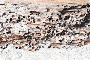 texture of termite damaged wood.  termites eat hollow wood.