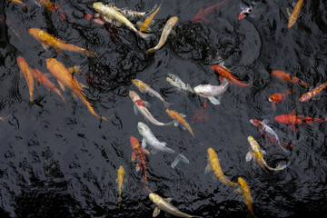 Colourful Japanese good luck koi fish swimming in pond water
