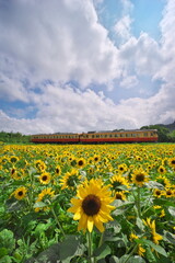 夏雲のひまわり畑と小湊鉄道　石神の菜の花畑