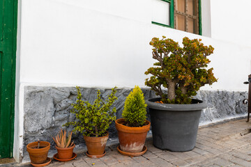 A variety of cacti in pots near the entrance to the house, Lanzarote, Canary Islands, Spain,