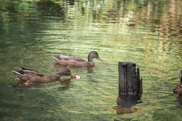 A wild duck swims in the green water of a pond. There is artistic noise.