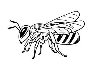 Hand-drawn honey bee side view sitting