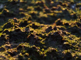 lichen on rock