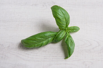 Fresh basil leaves isolated on white wooden background.