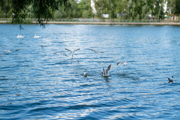 seagulls in the lake in the city park in summer.