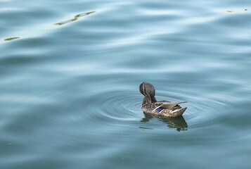Mallard duck (wild duck, Anas platyrhynchos) female swimming and prinking over smooth, calm water surface. Copy space, place for text.