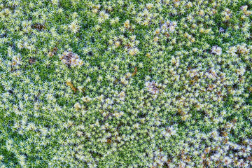 Moss close-up. Natural green texture, interesting details