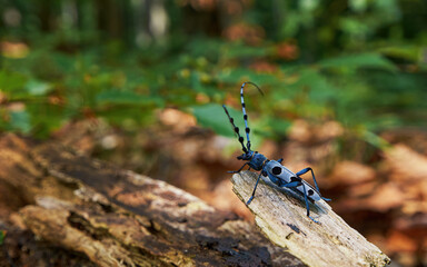 The Rosalia longicorn (Rosalia alpina) or Alpine longhorn beetle in forest - Powered by Adobe