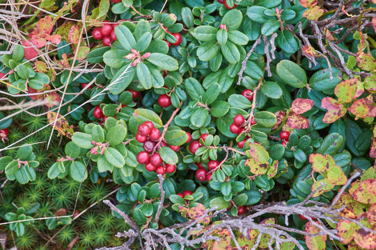 Red cranberries on the bushes. Vitamin useful berries in the wild