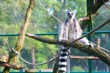 Relaxed lemur catta on the branch
