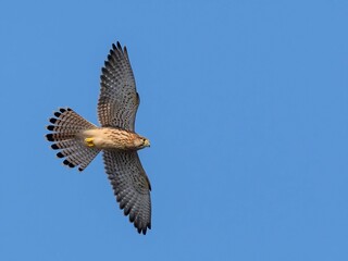 Kestrel in flight against the sky.