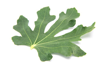 Fig leaf isolated on white background.