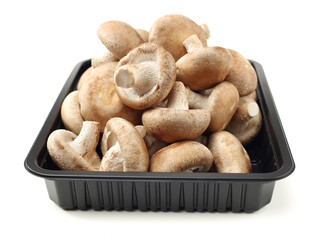 Shiitake mushroom on the White background 