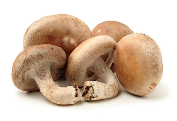 Shiitake mushroom on the White background 