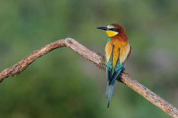 European Bee-eater sitting on a stick.
