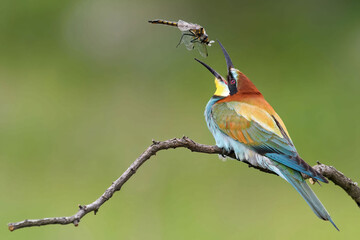 Bee-eater sits on a branch and throws up a dragonfly