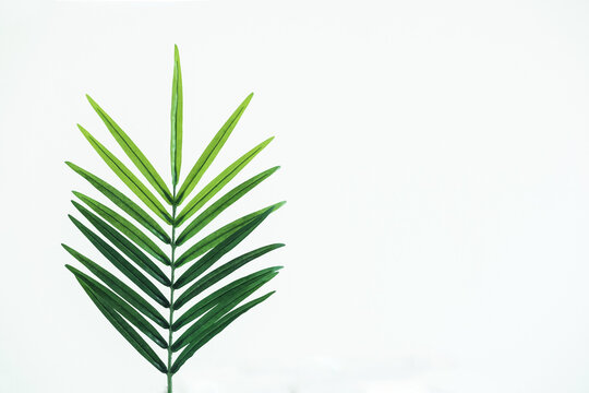 Tropical green palm leaf on white concrete background. Flat lay, top view