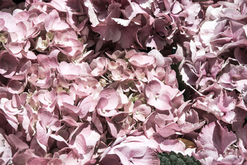 Pink hydrangea flowers