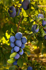 branch of ripe blue plums in garden