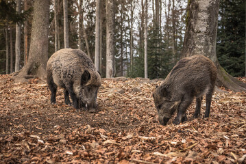Boars in the autumn forest, in Bavarian Forest National Park, Germany
