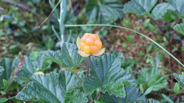 Ripe cloudberries on swamp in forest in middle of summer.