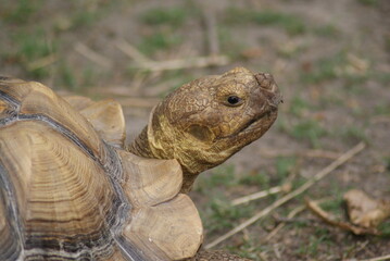 Tortoise