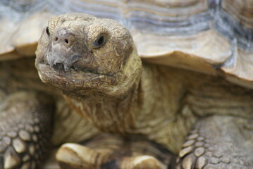 Tortoise