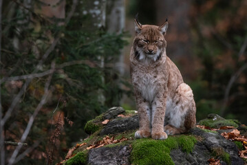 Lynx on the rock in Bavarian Forest National Park, Germany
