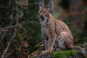 Naklejka na ściany i meble Lynx on the rock in Bavarian Forest National Park, Germany 