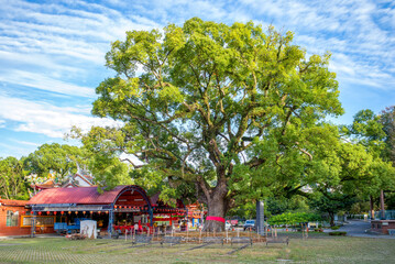 Huge Camphor tree in Jiji Town, Nantou, Taiwan