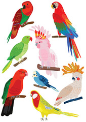 Obraz premium set of parrots. vector hand drawn illustration. 