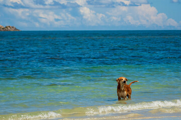 brown-haired dog was playing in the water with joy and freedom in the blue sea. On the day of the weather And the sky looks bright during holidays at Nang Ram Beach, Sattahip, Chonburi, Thailand.