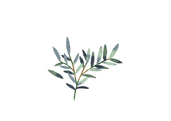 Watercolor eucalyptus leaves  with transparent background