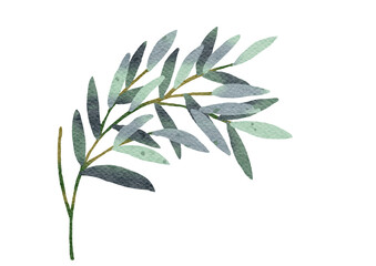 Watercolor eucalyptus leaves  with transparent background