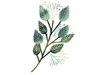 Watercolor eucalyptus leaves  with transparent background