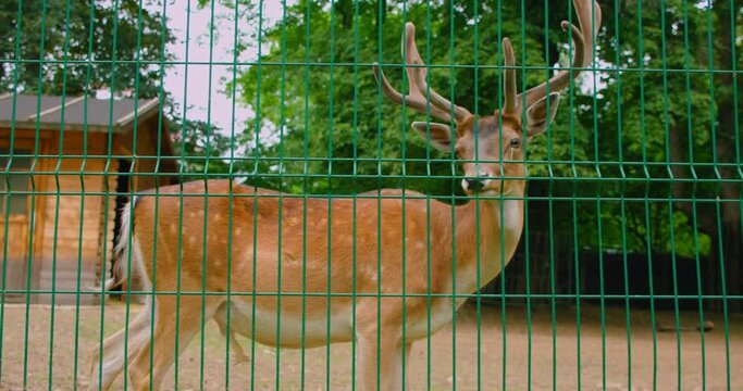 Sad deer in captivity, in a cage. Mammal with horns needs freedom. The concept of animals protection. Close-up doe looks with lifeless eyes. Reserves and animals parks.