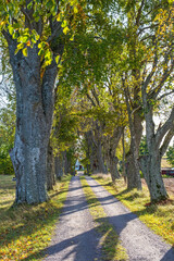 Fototapeta premium Tree lined dirt road in the countryside at autumn